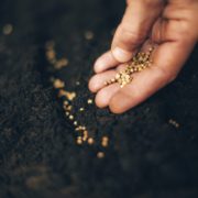 previewimage_2_2000px_cultivatingtheseed